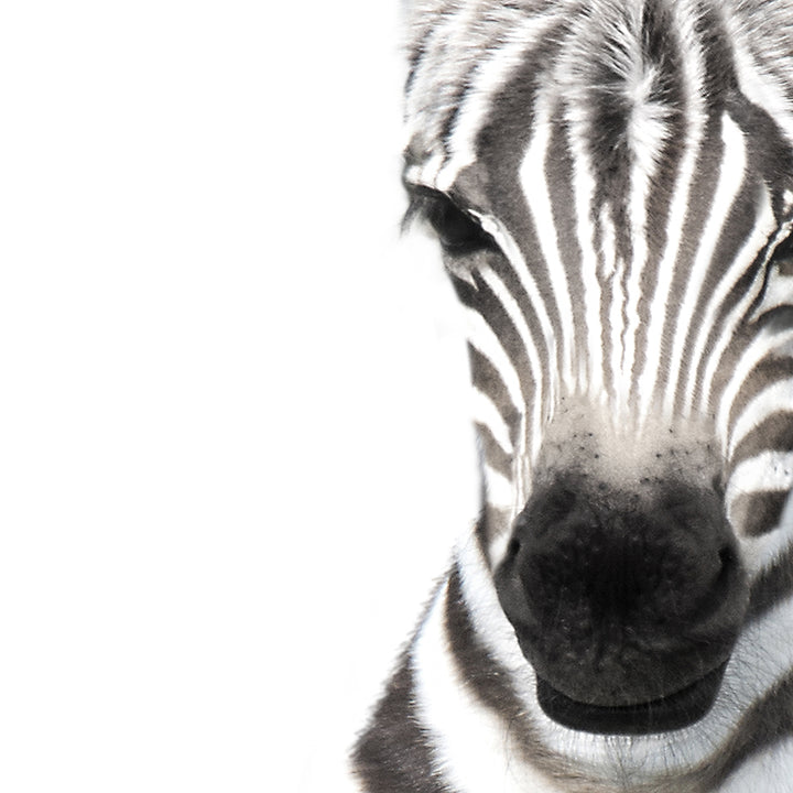 Baby Zebra - Baby Animal Portrait