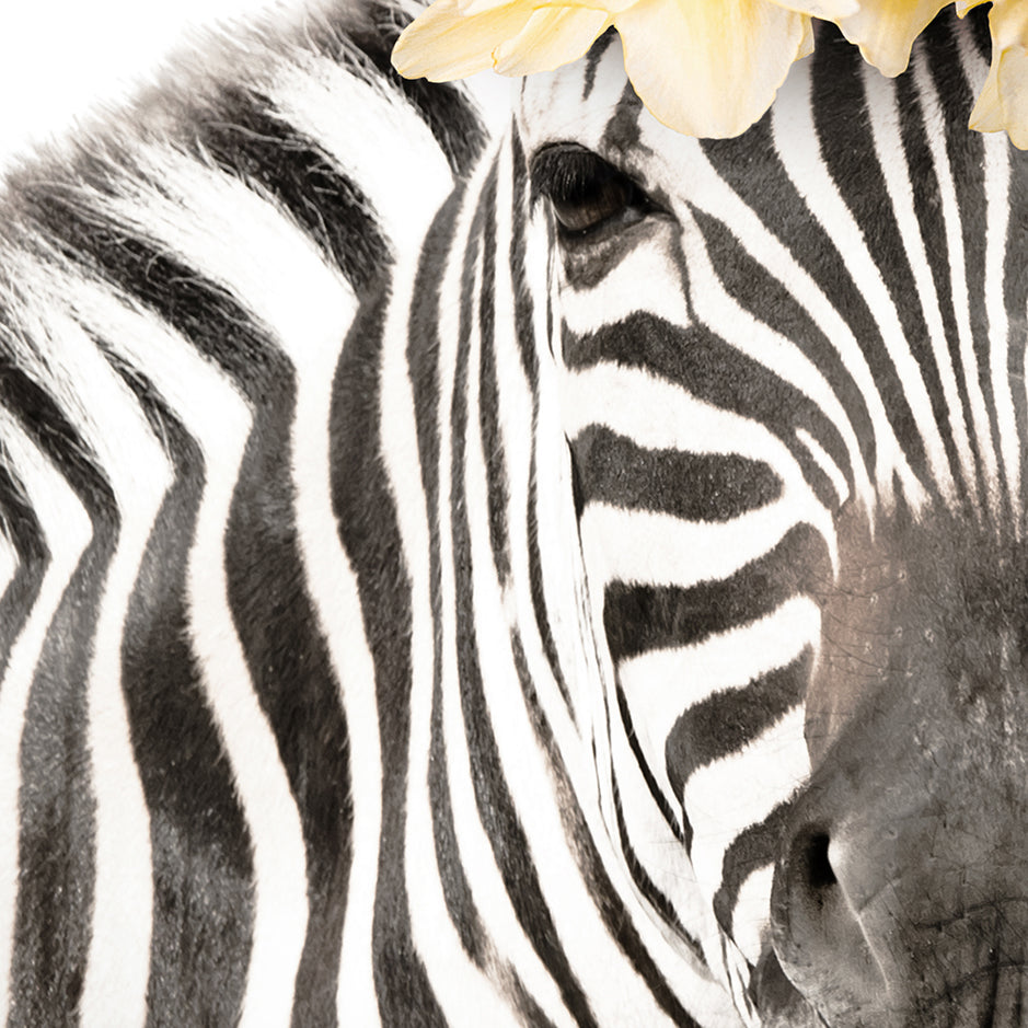 Zebra Daffodils - Whimsy Animal