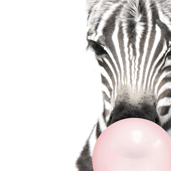 Baby Zebra Blowing Pink Bubble Gum