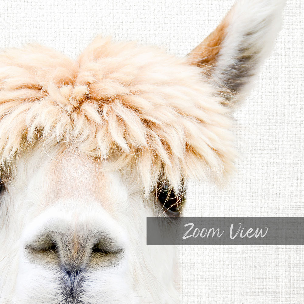 Alpaca Bangs - Animal Portraits