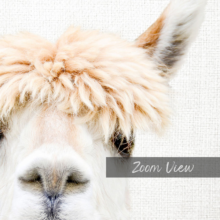 Alpaca Bangs - Animal Portraits