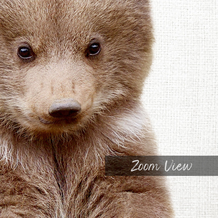 Bear Cub - Animal Portraits