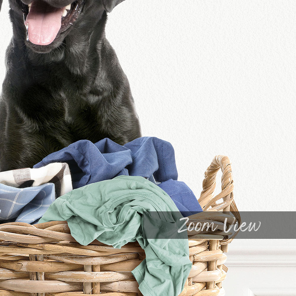 Black Lab in Laundry Basket - Simple White Wall