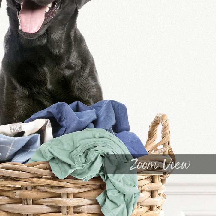 Black Lab in Laundry Basket - Simple White Wall