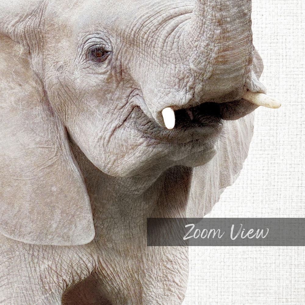 Baby Elephant - Animal Portraits