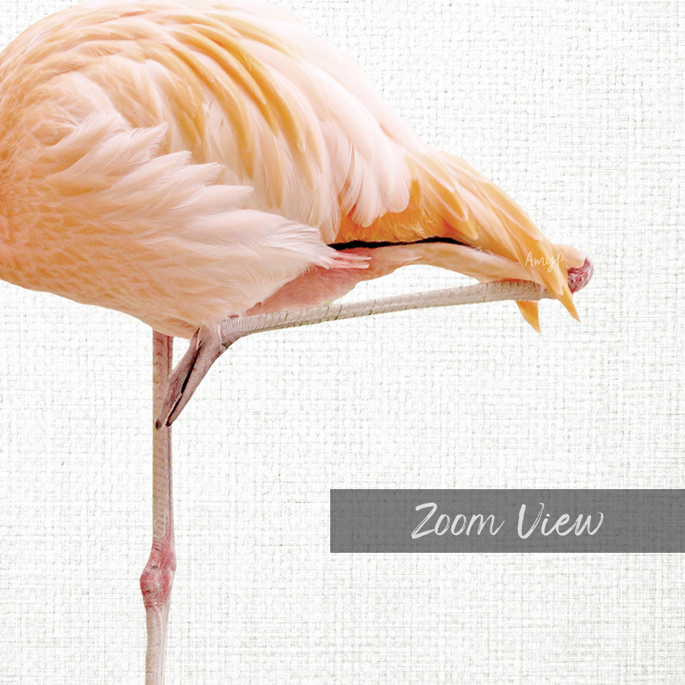 Flamingo - Animal Portraits