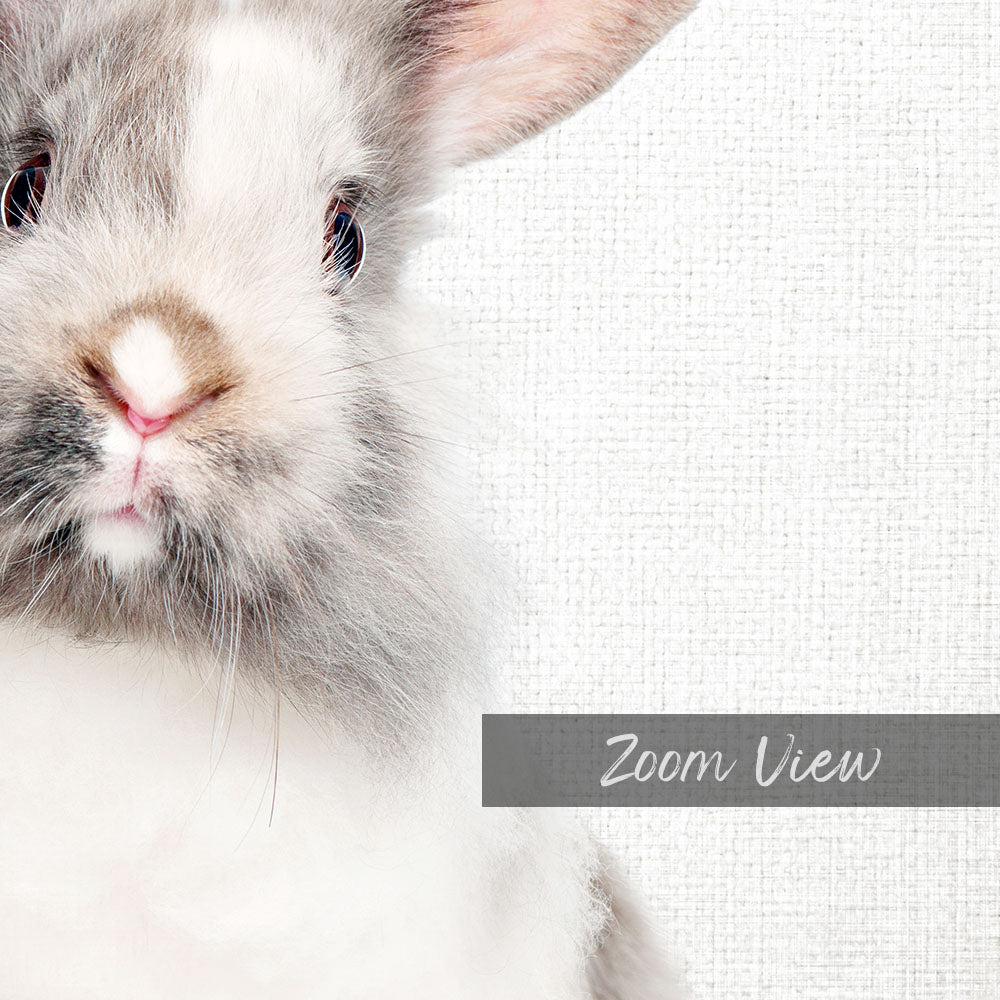 Gray and White Bunny - Animal Portraits