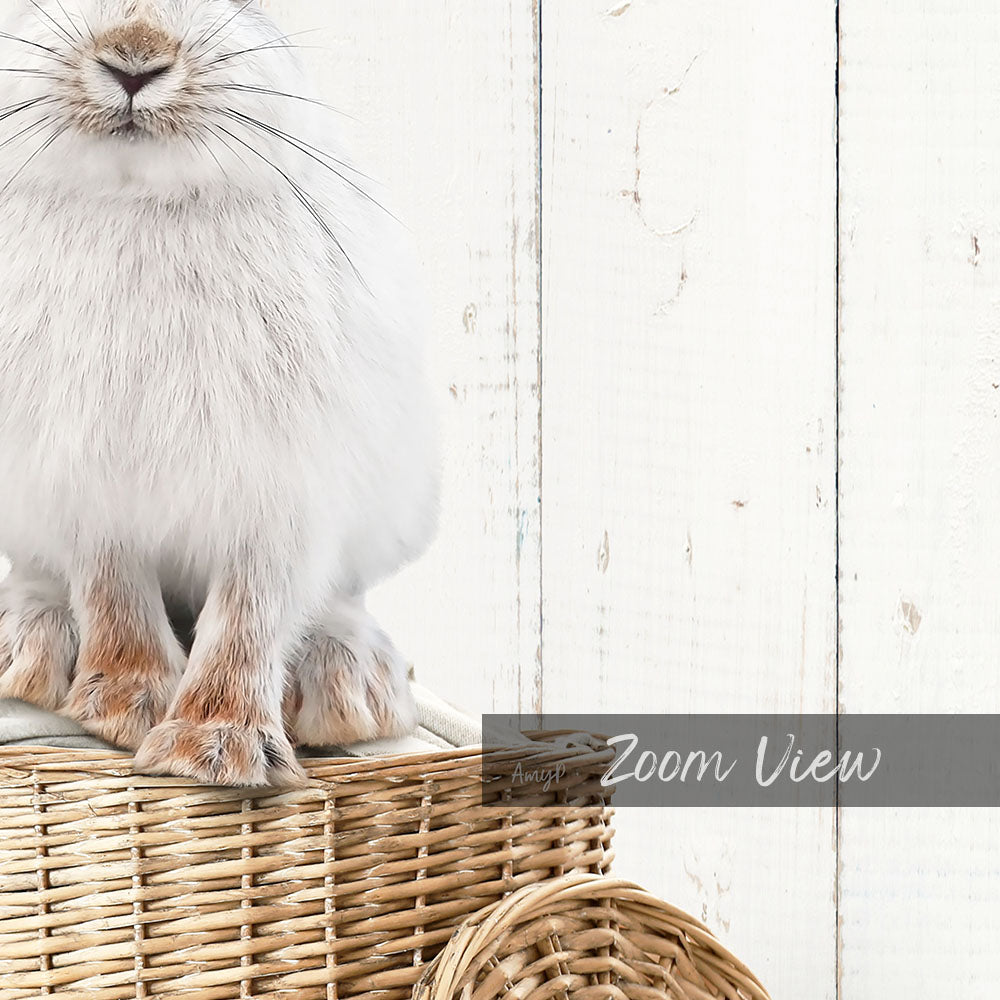Snowshoe Hare in Laundry Basket - Farmhouse Wall