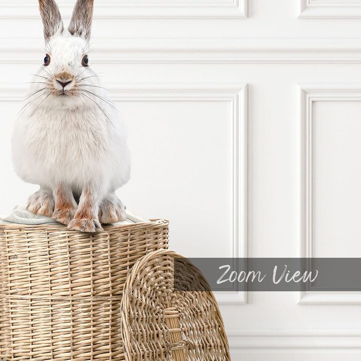 Snowshoe Hare on Laundry Basket - Classic White Floor