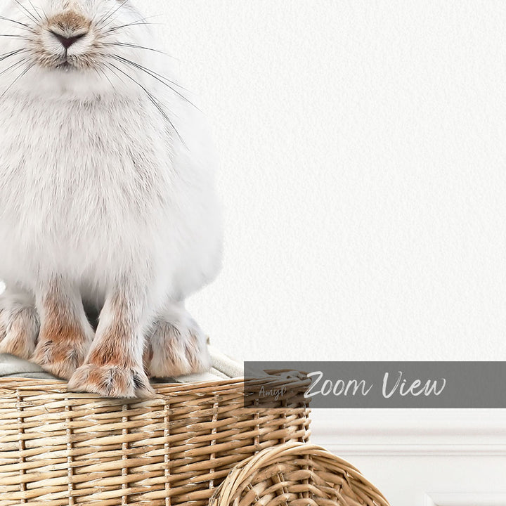 Snowshoe Hare in Laundry Basket - Simple White Wall
