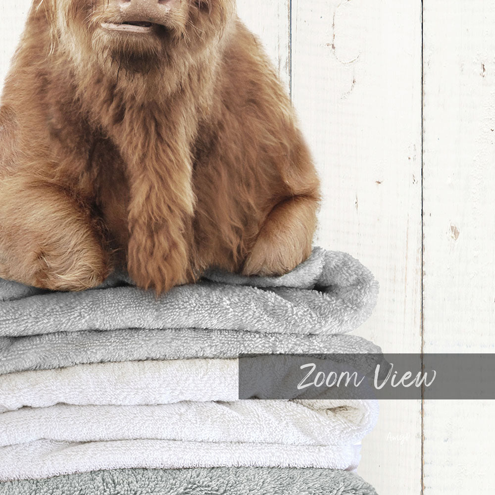 Highland Cow on Folded Towels - Farmhouse Wall