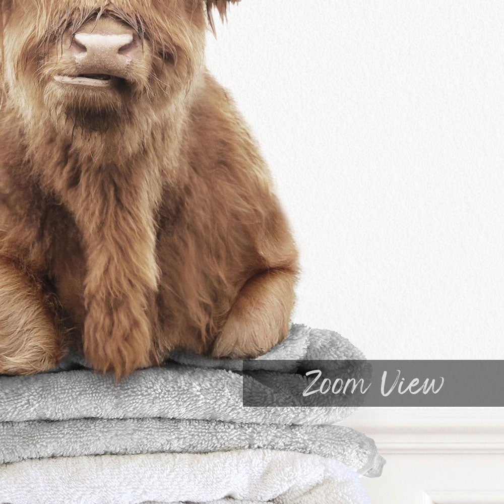 Highland Cow on Folded Towels - Simple White Wall