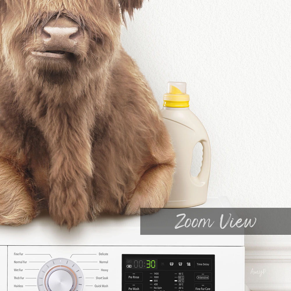 Highland Cow on Washing Machine - Simple White Wall