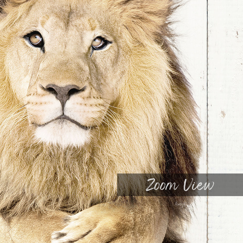 Lion with Folded Towels - Farmhouse Wall