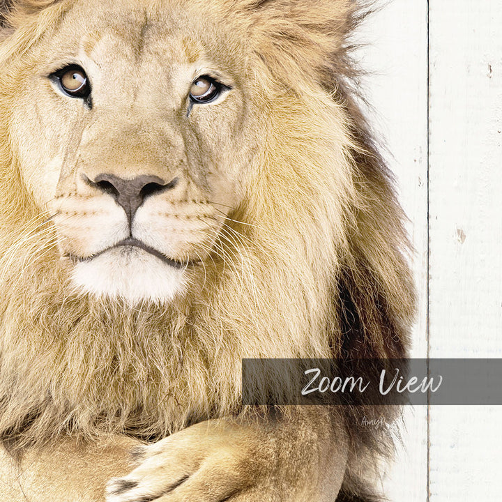 Lion with Folded Towels - Farmhouse Wall
