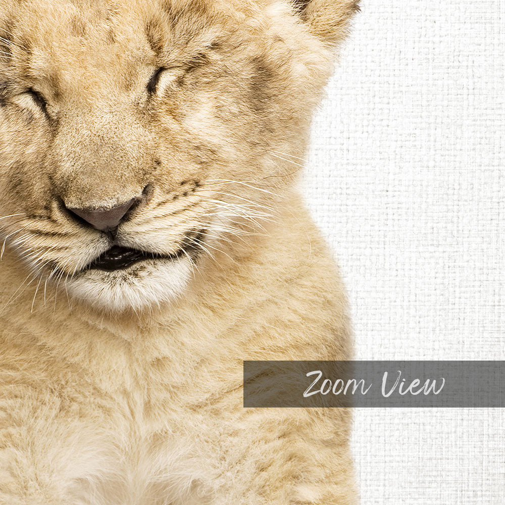 Lion Cub with Eyes Closed - Animal Portraits