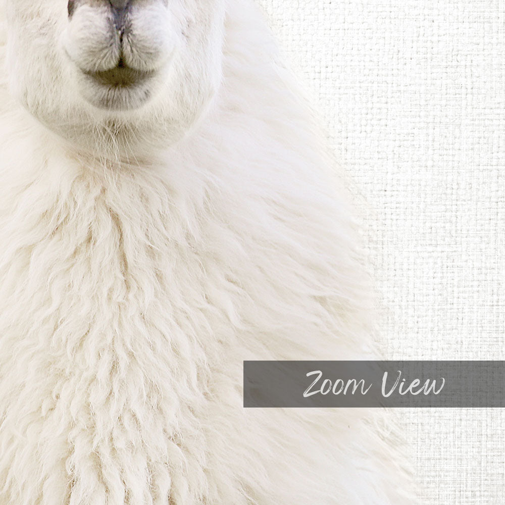 Fluffy Llama - Animal Portraits