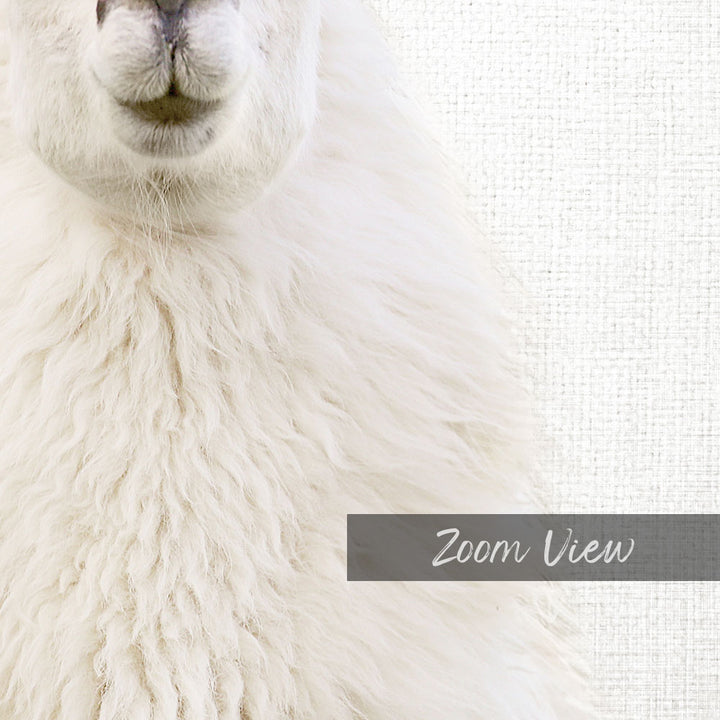 Fluffy Llama - Animal Portraits