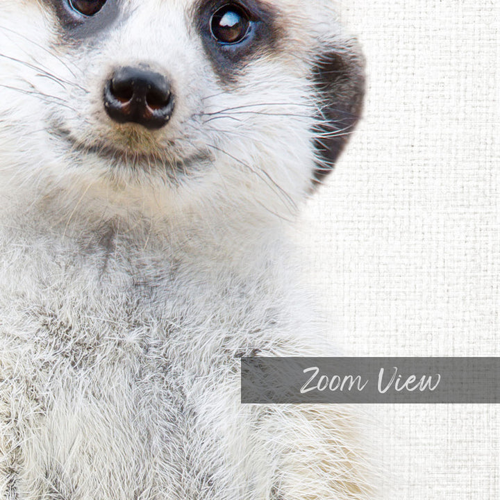 Meerkat - Animal Portraits