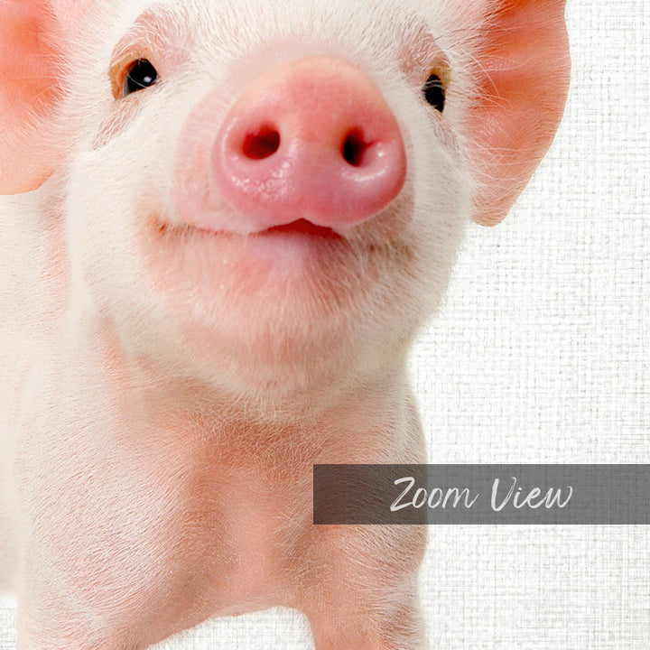 Piglet - Animal Portraits
