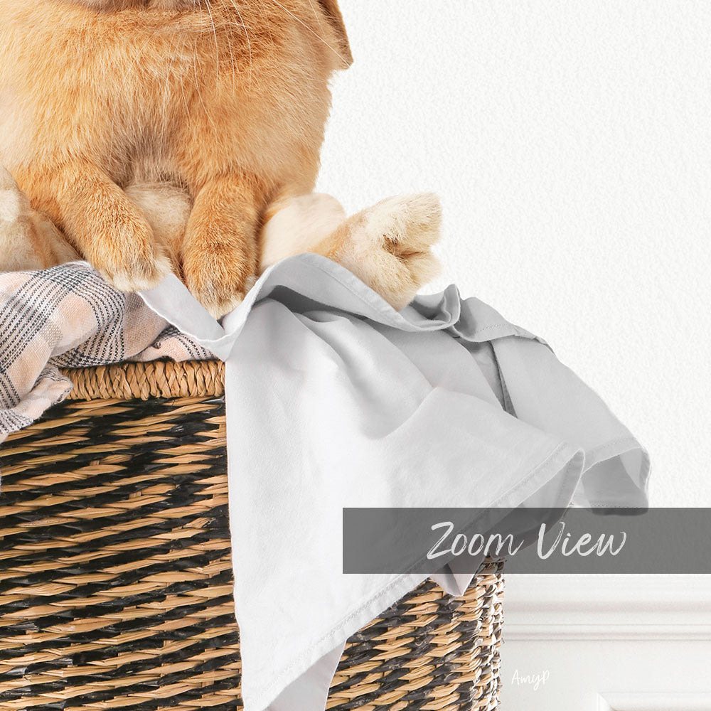 Pudgy Bunny in Laundry Basket - Simple White Wall