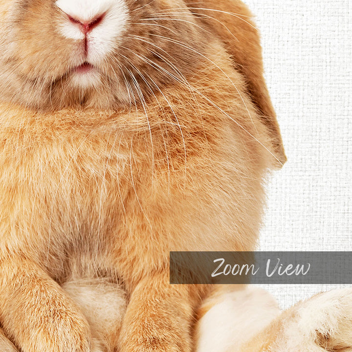 Pudgy Bunny - Animal Portraits