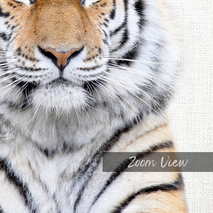 Bengal Tiger - Animal Portraits