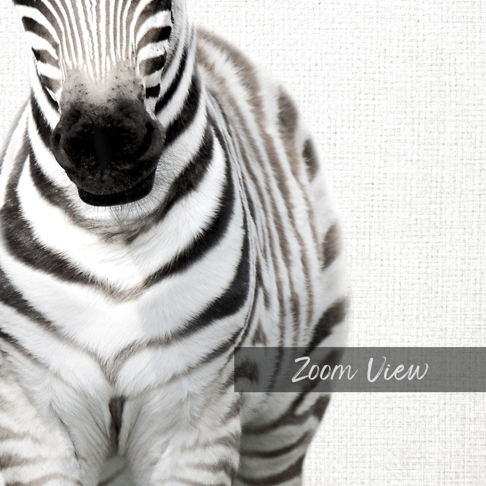 Baby Zebra Standing - Animal Portraits