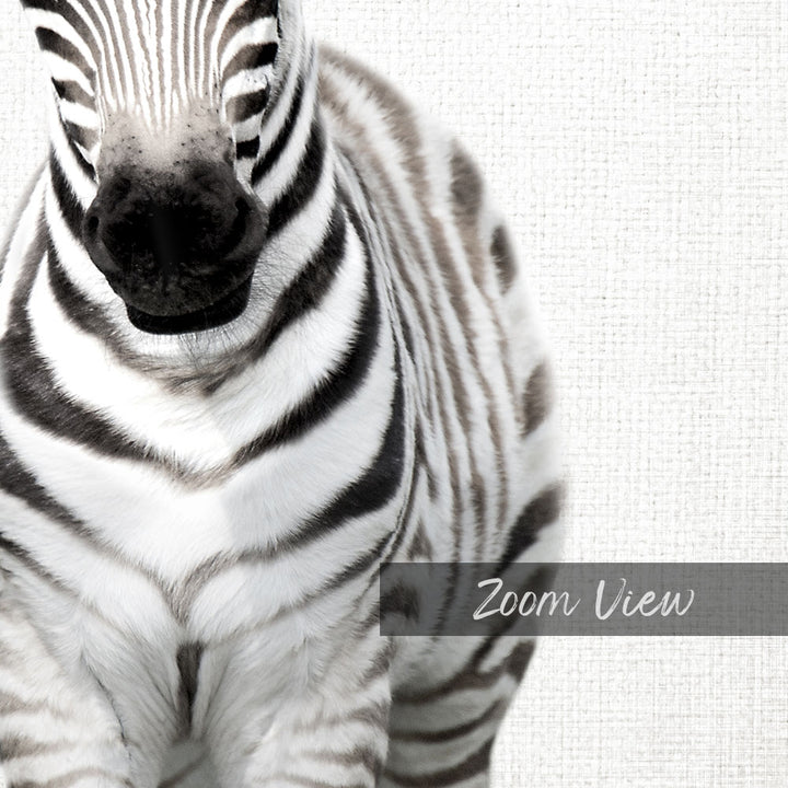 Baby Zebra Standing - Animal Portraits