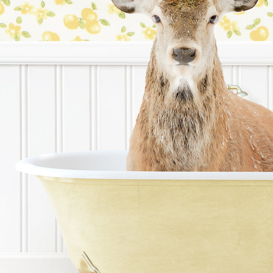 a deer is standing in a bathtub with water on its head