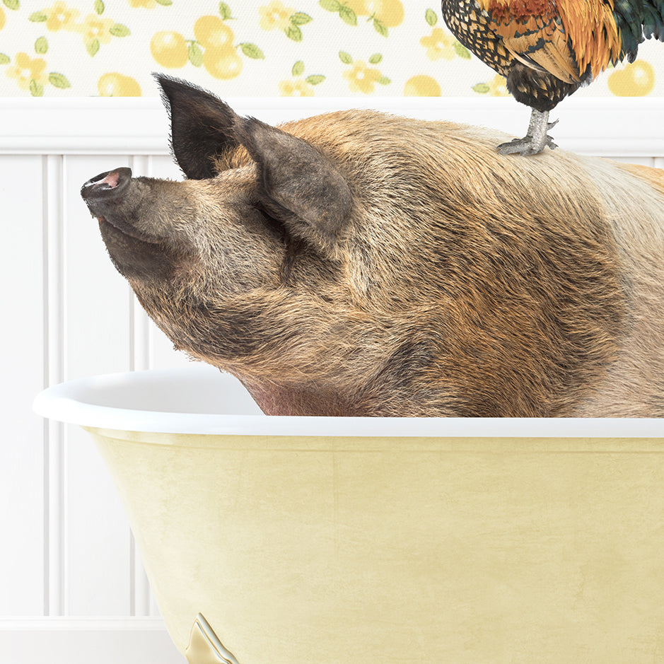 a pig in a bathtub with a chicken on top of it