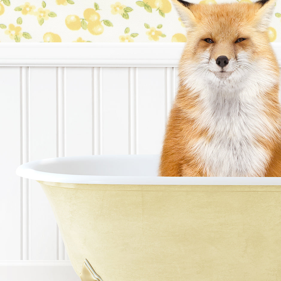 a close up of a fox in a bath tub