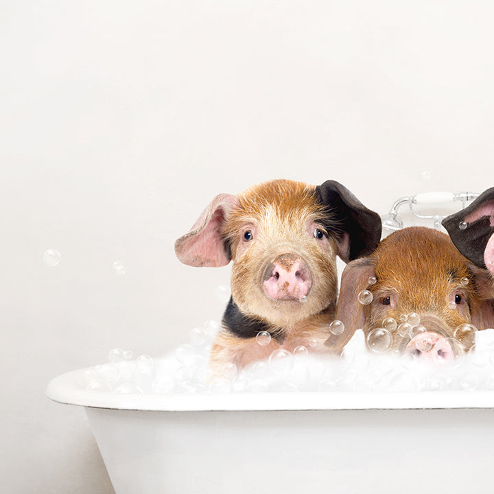 Three Little Pigs in Rustic Bath