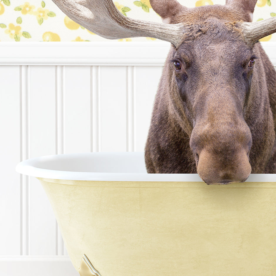 a moose sticking its head out of a bathtub