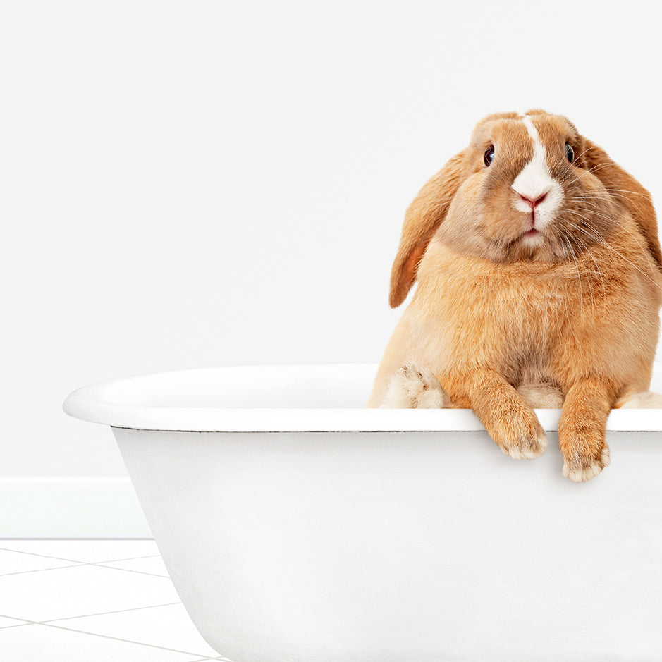 a brown and white rabbit sitting in a bathtub