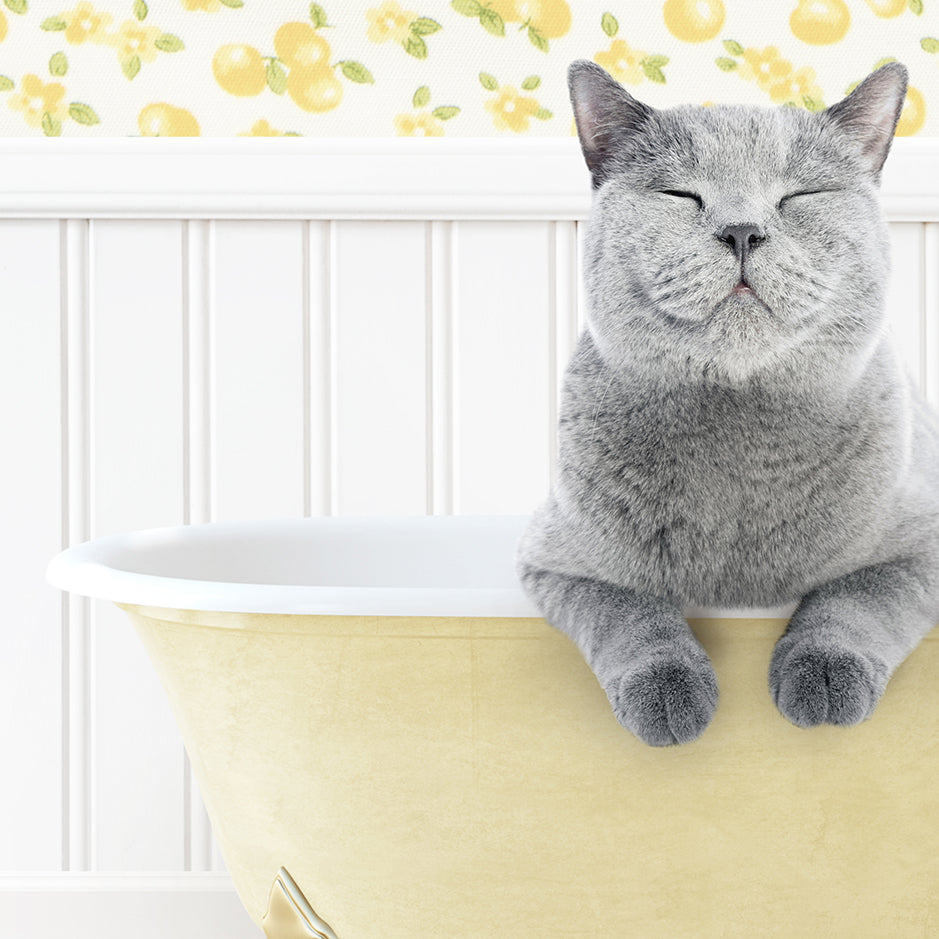 a gray cat sitting in a bathtub with its eyes closed