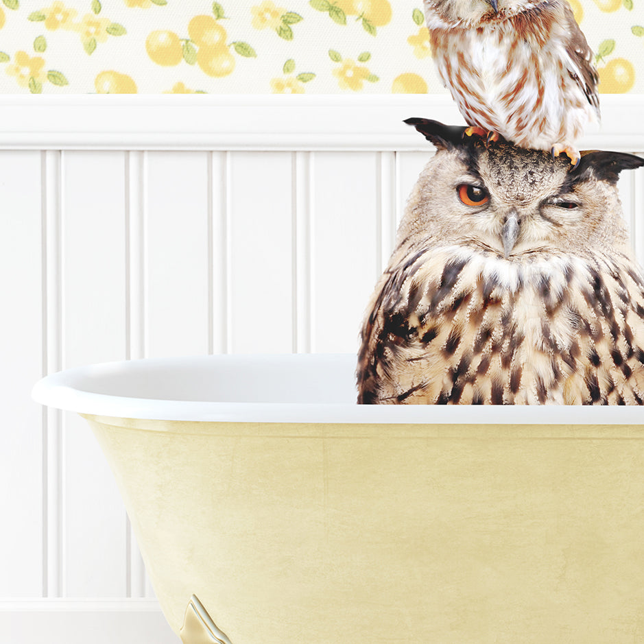 an owl sitting on top of another owl in a bathtub