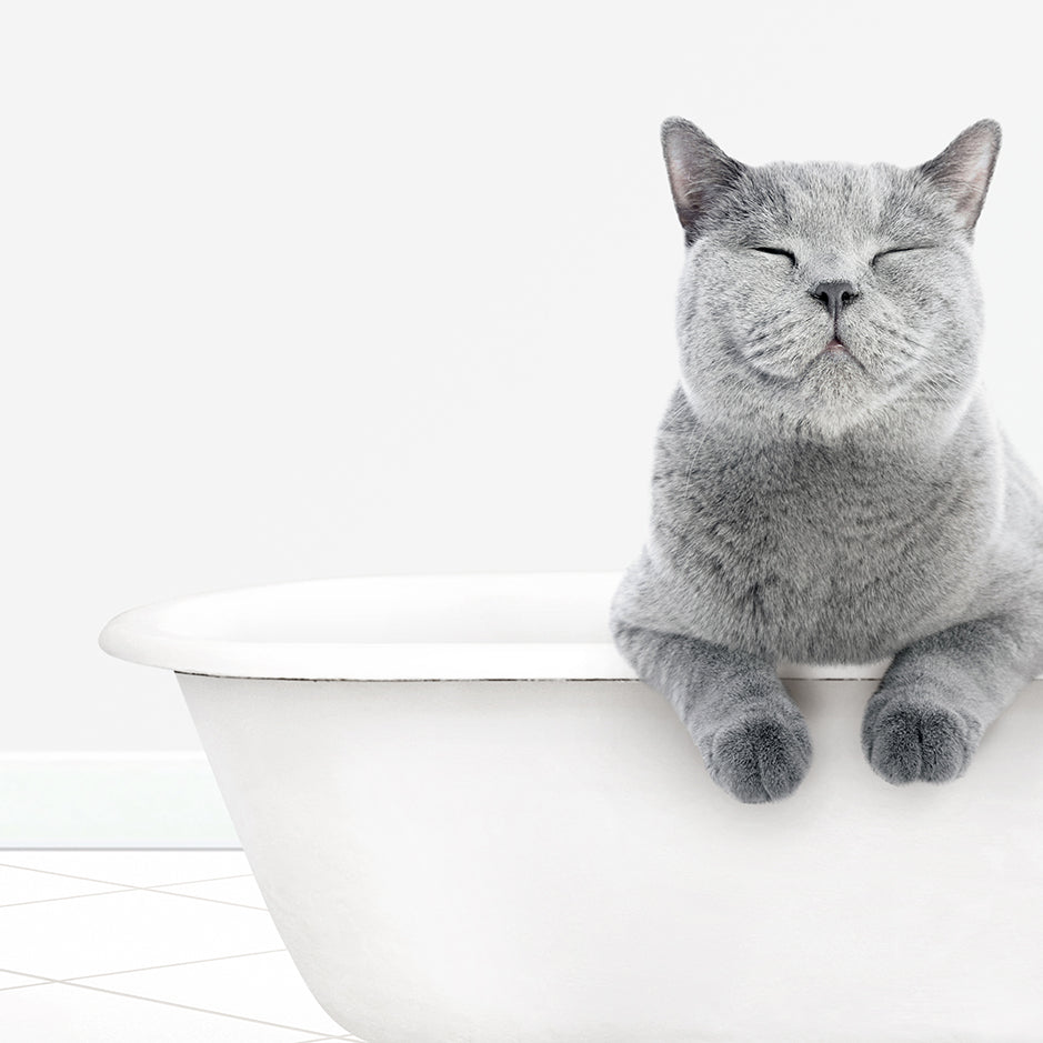 a gray cat sitting in a bathtub with its eyes closed