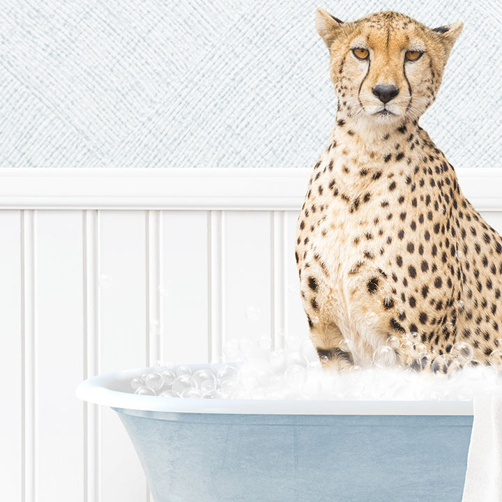 Cheetah in Cottage Blue Bath