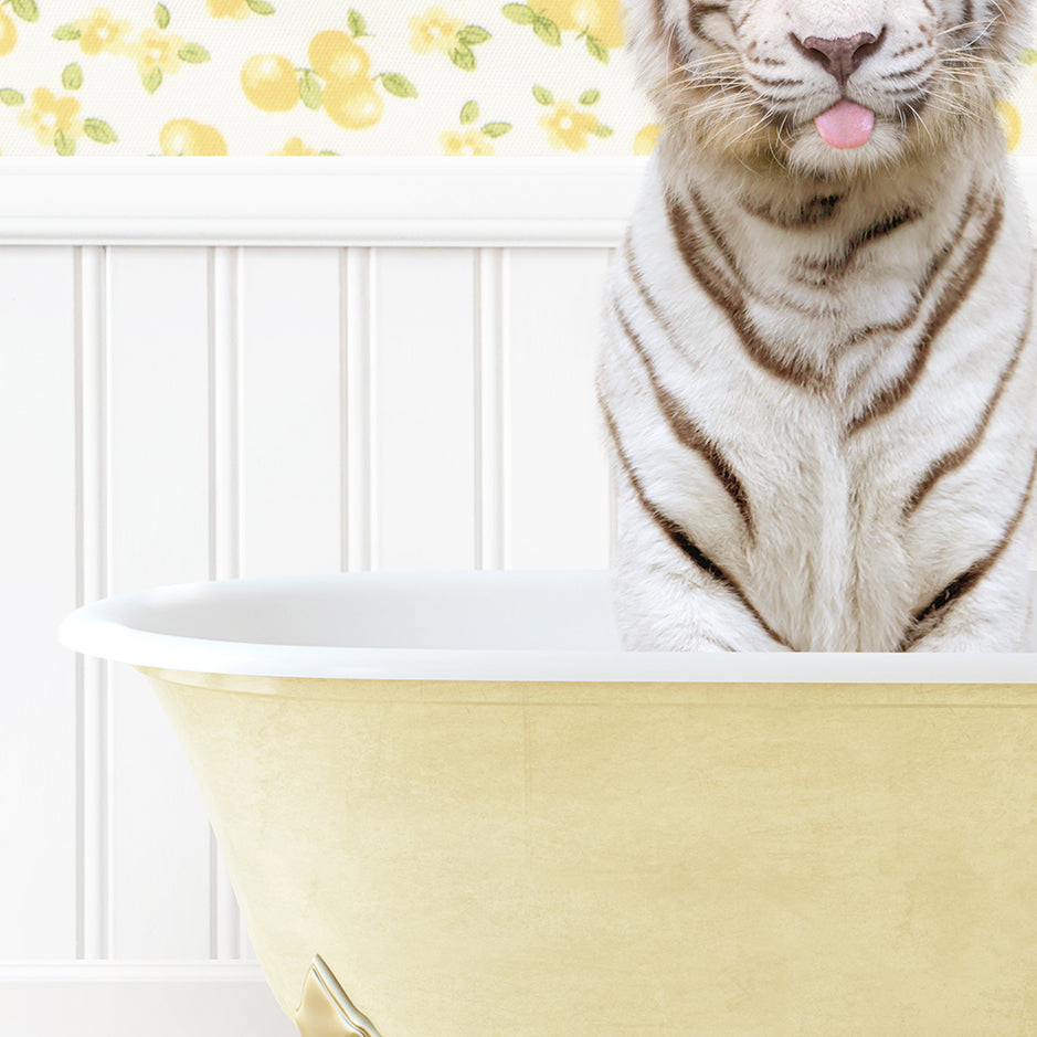 a white tiger sitting in a bathtub with its tongue out