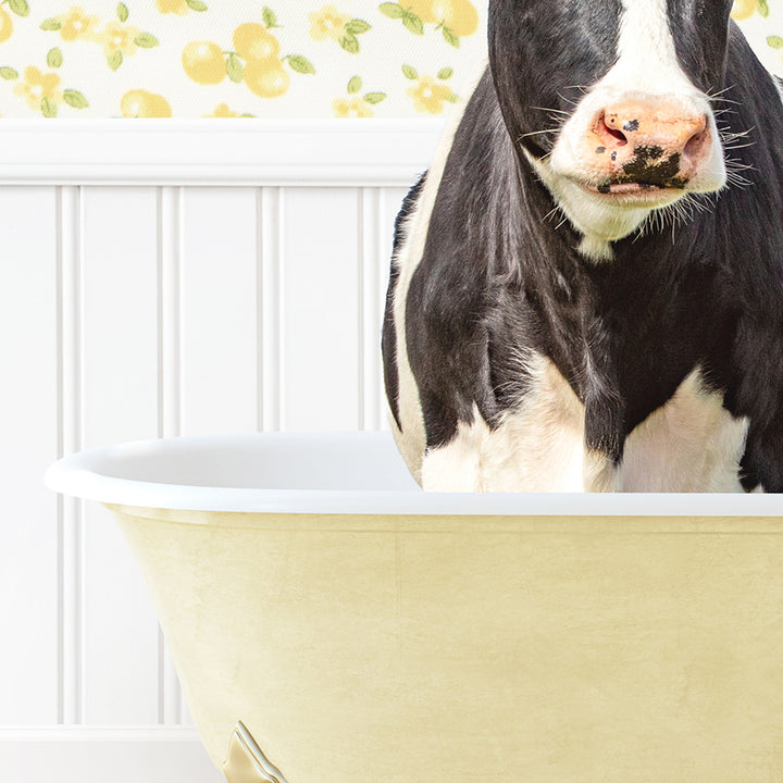 a black and white cow standing in a bathtub