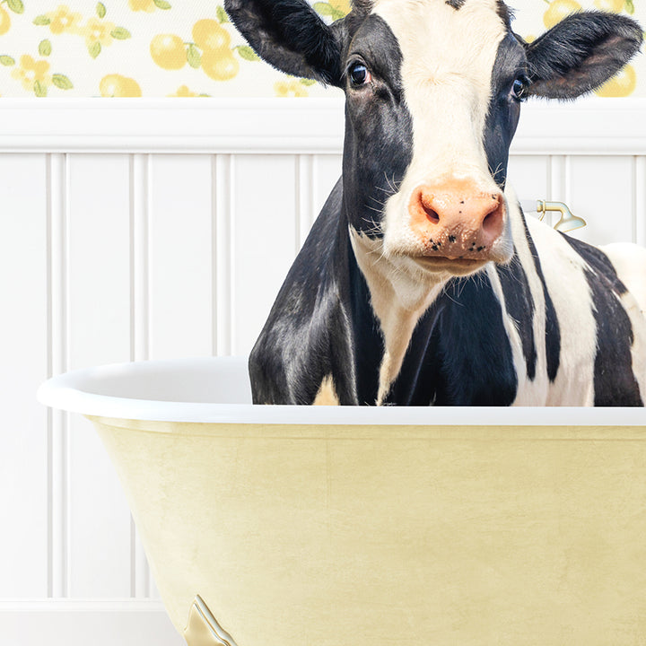 a black and white cow sitting in a bath tub