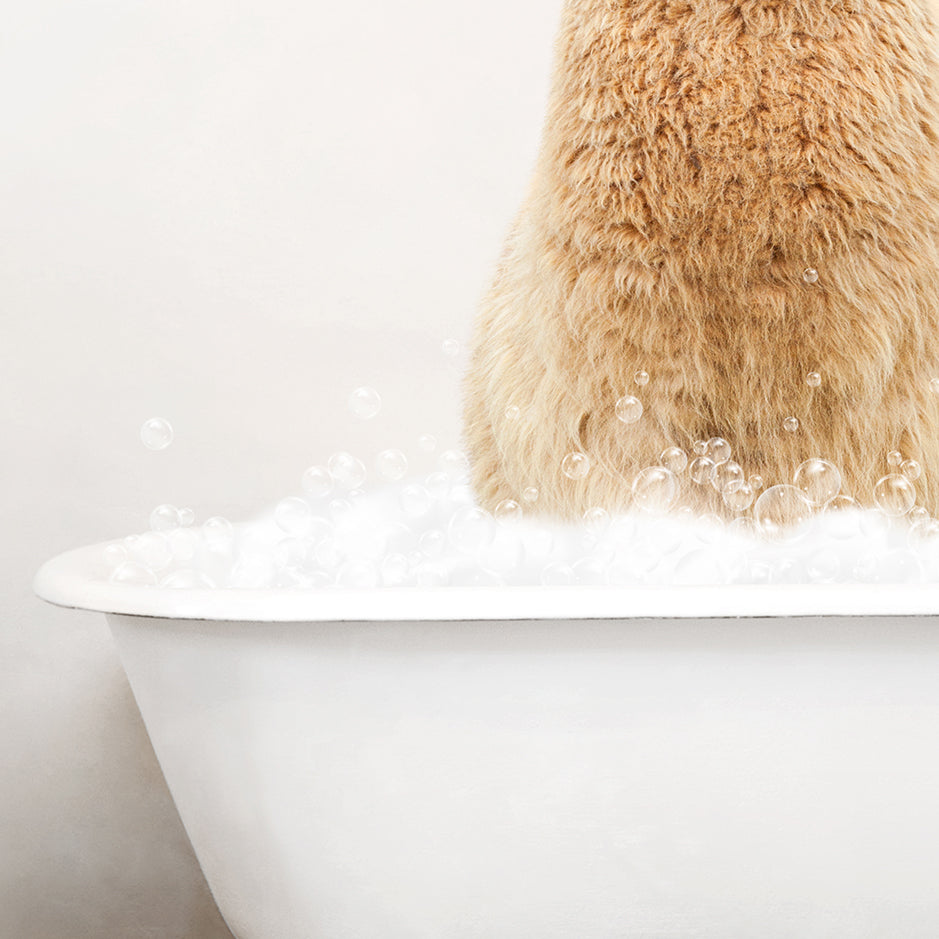 Alpaca in Rustic Bath