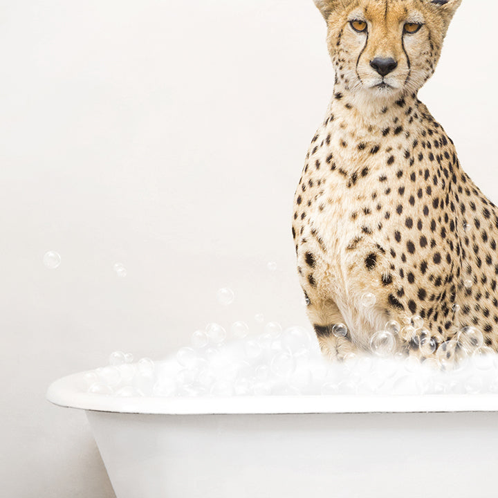 Cheetah in Rustic Bath