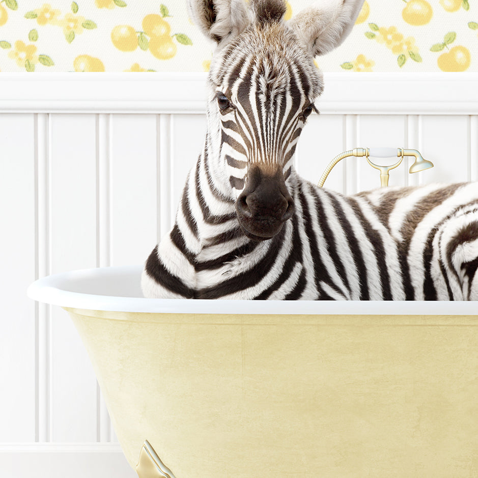 a zebra laying down in a bath tub