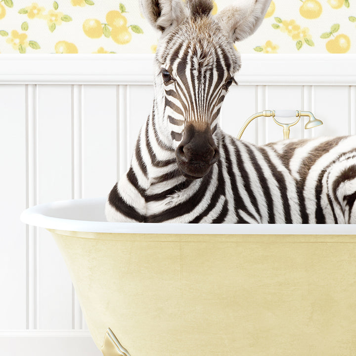 a zebra laying down in a bath tub