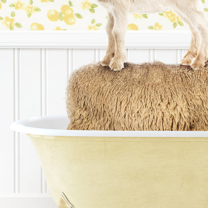 a dog standing on top of a sheep in a bathtub