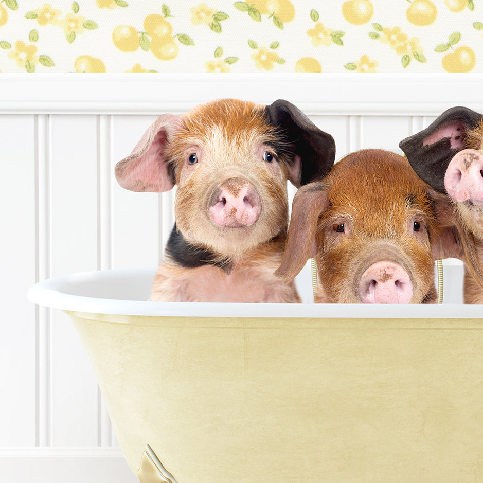 a group of three pigs sitting in a bath tub