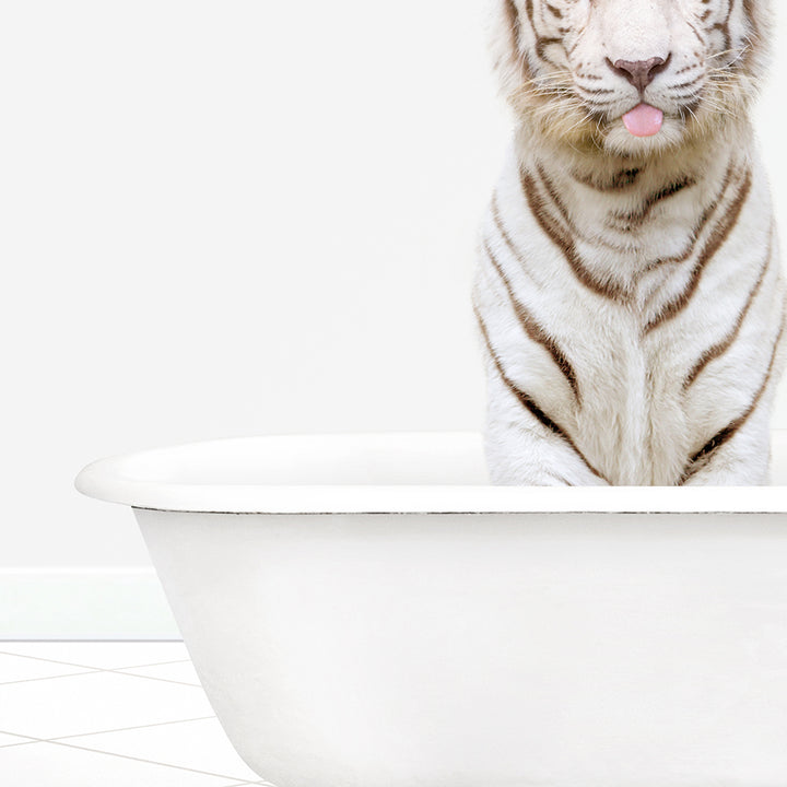 a white tiger sitting in a bathtub with its tongue out