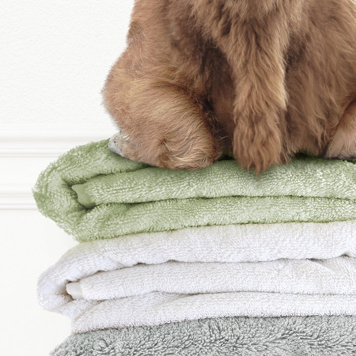 Highland Cow on Folded Towels - Simple White Wall